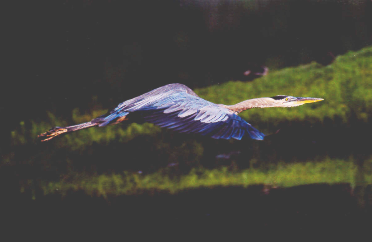 Blue Heron